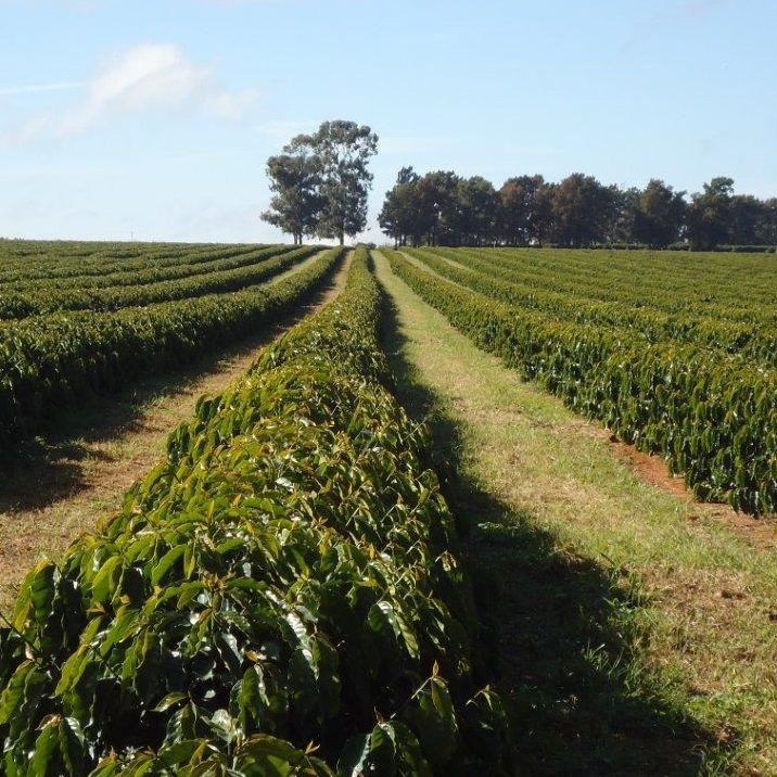 Brazil- Cerrado Natural