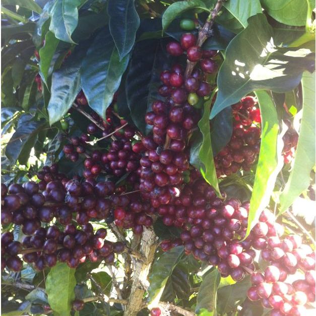 FTO Nicaragua- Segovia Washed