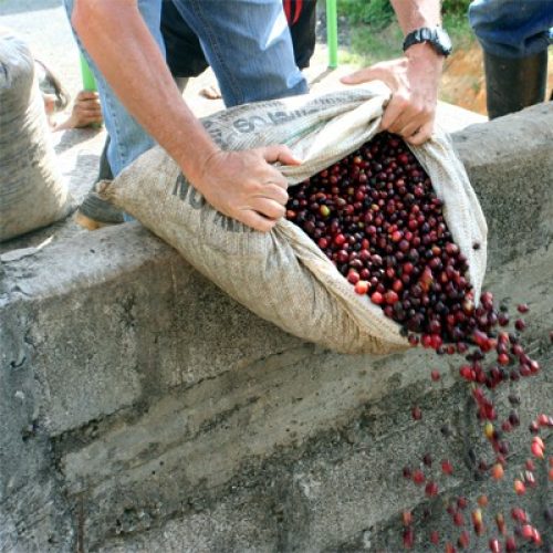 Kenya- AA Top Washed