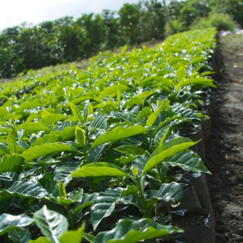 Decaf Brazil Water Process