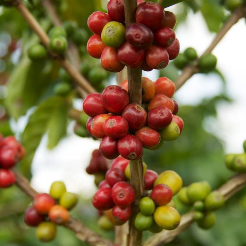 Rwanda - Cyesha Washed