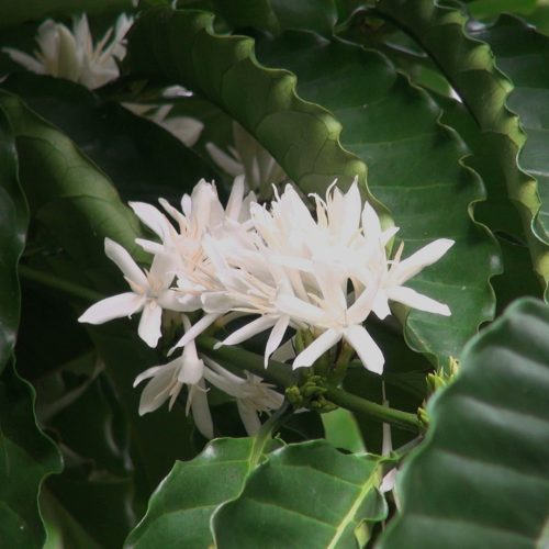 Costa Rica - Juan Jose Geisha Washed