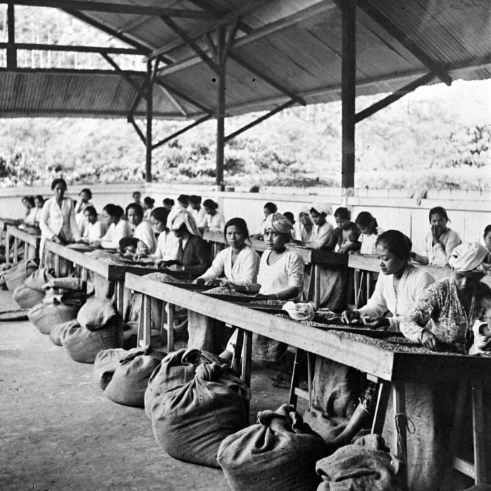 Sulawesi- Tana Toraja Washed