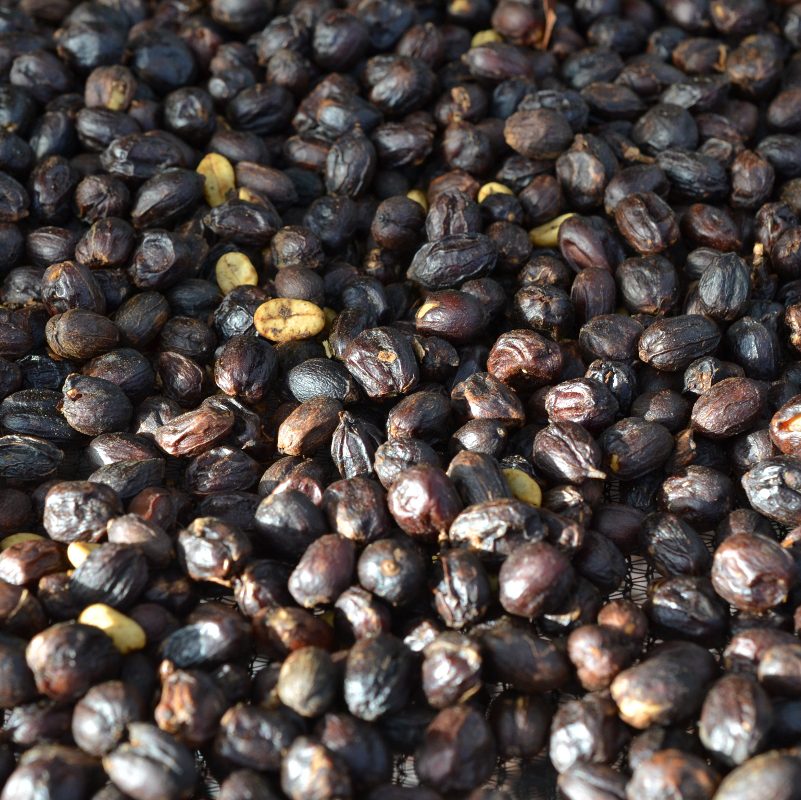 Ethiopia - Gera Estate G1 Natural