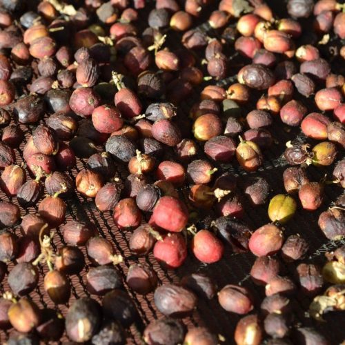 Ethiopia - Natural Gera Anaerobic