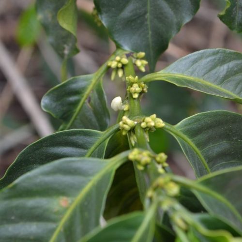 FTO Honduras- COMSA Washed