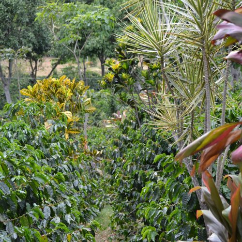 Costa Rica- Las Lajas Black Honey