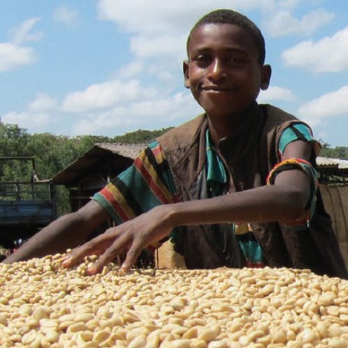 Ethiopia- Yirgacheffe Washed