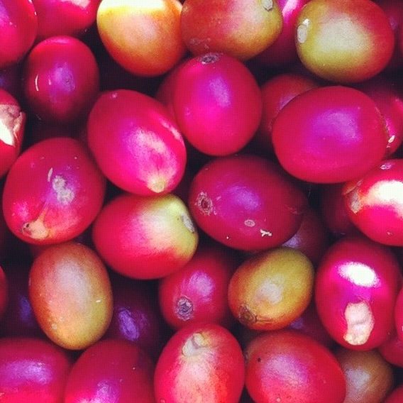 Papua New Guinea- Goroka Washed